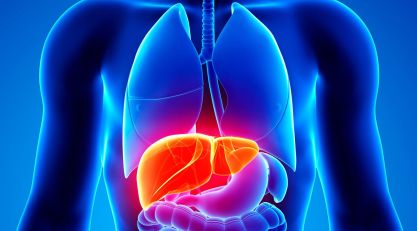 Illustration einer Leber im Torso